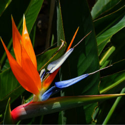 photo of flower - Bird of paradise - Strelitzia reginae